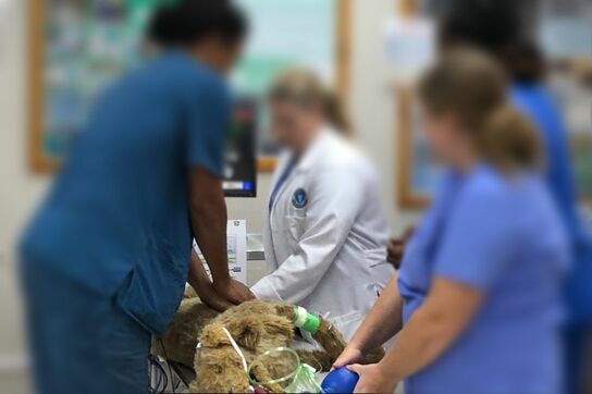 Veterinary Staff Operating on Dog